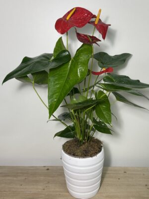 ANTHURIUM