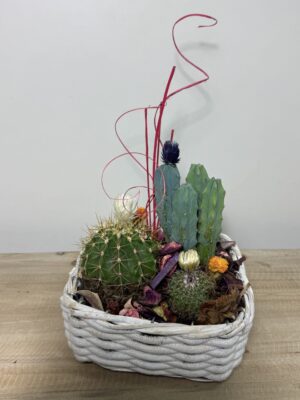 COMPOSICIÓN DE CACTUS