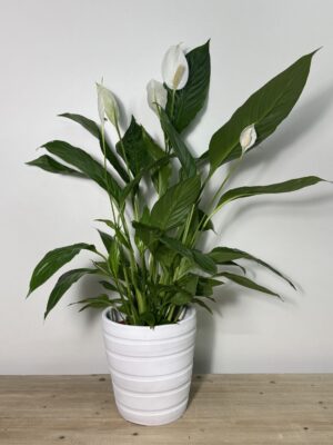 SPATHIPHYLLUM